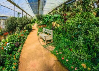 Biophilic Design: Bridging Nature and Home